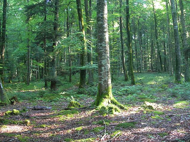 Funghi trasformisti , necrofili e sterili